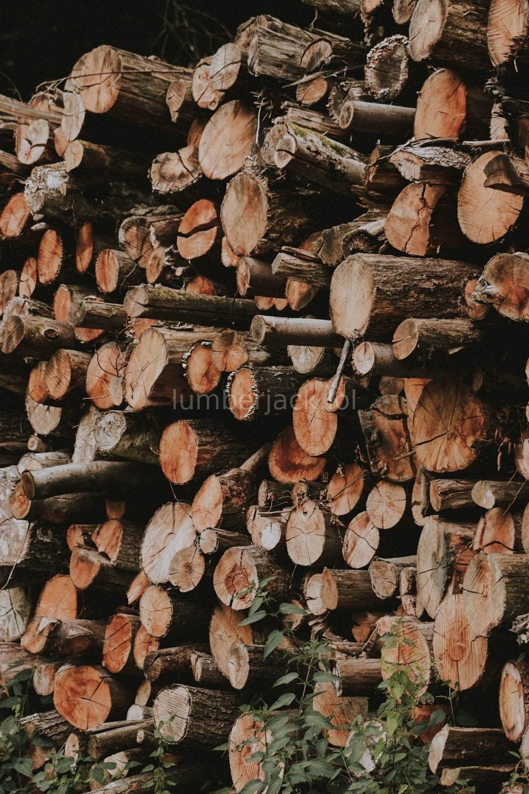 Timber Harvesting