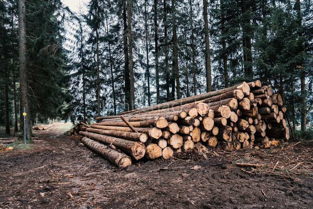 Timber Harvesting