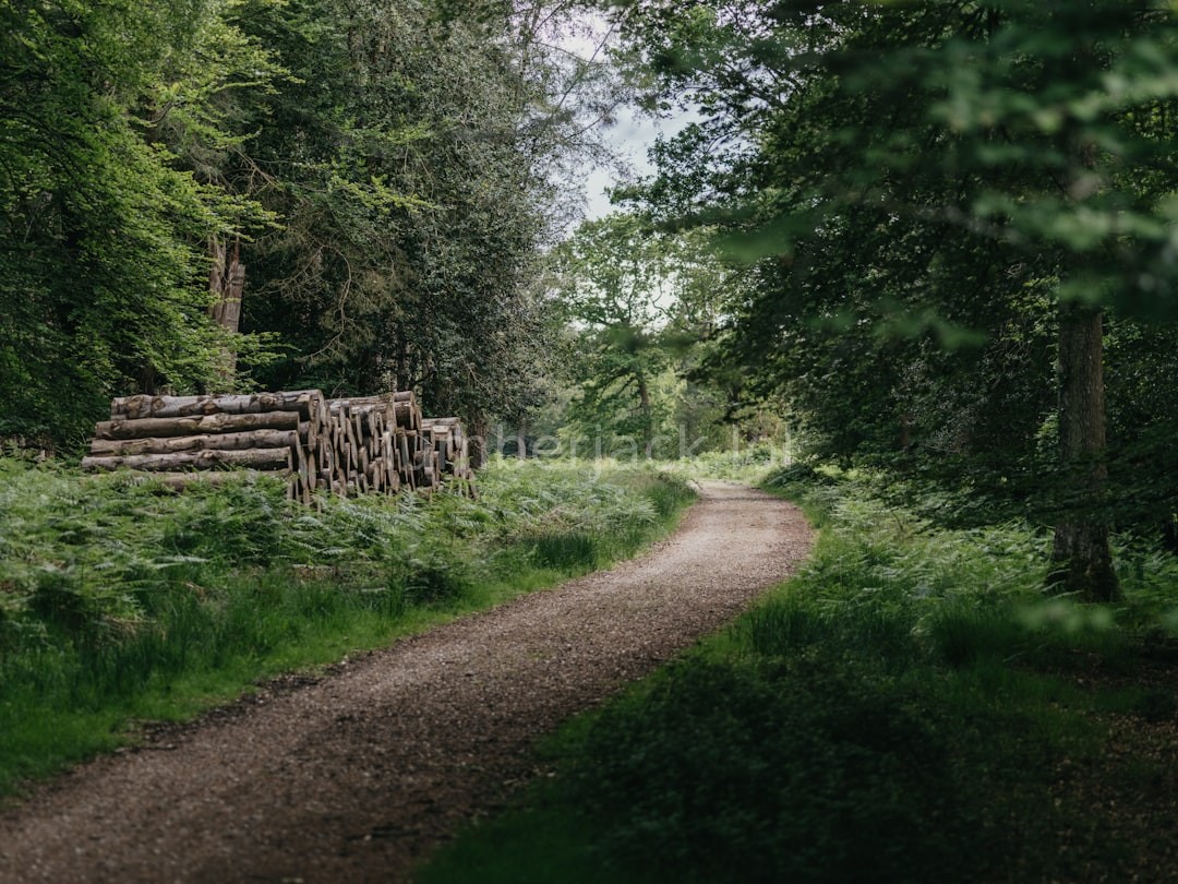 Forested Landscape