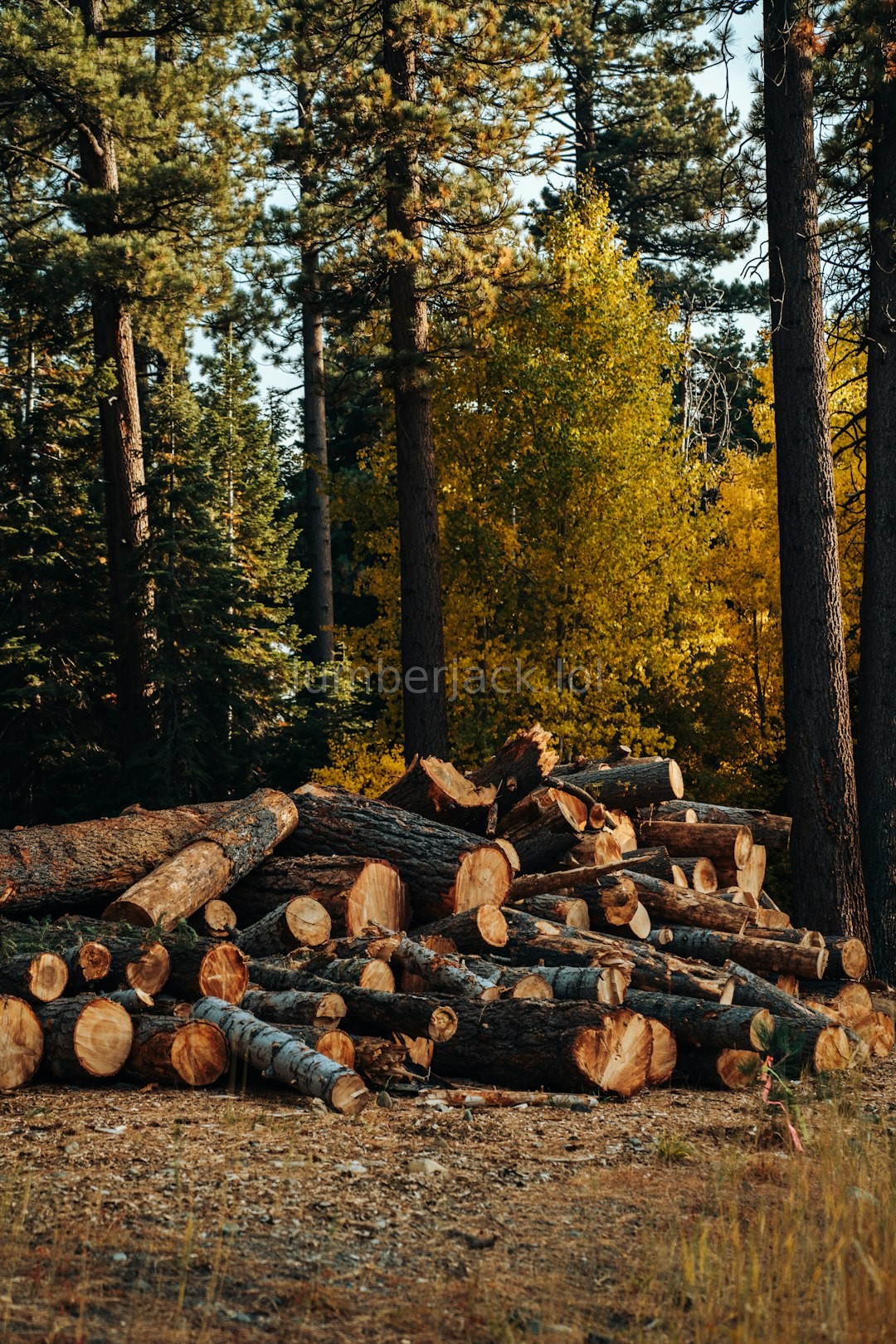 Forest Detail 4