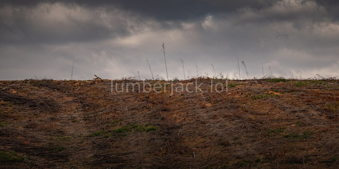 Forestry Mulching