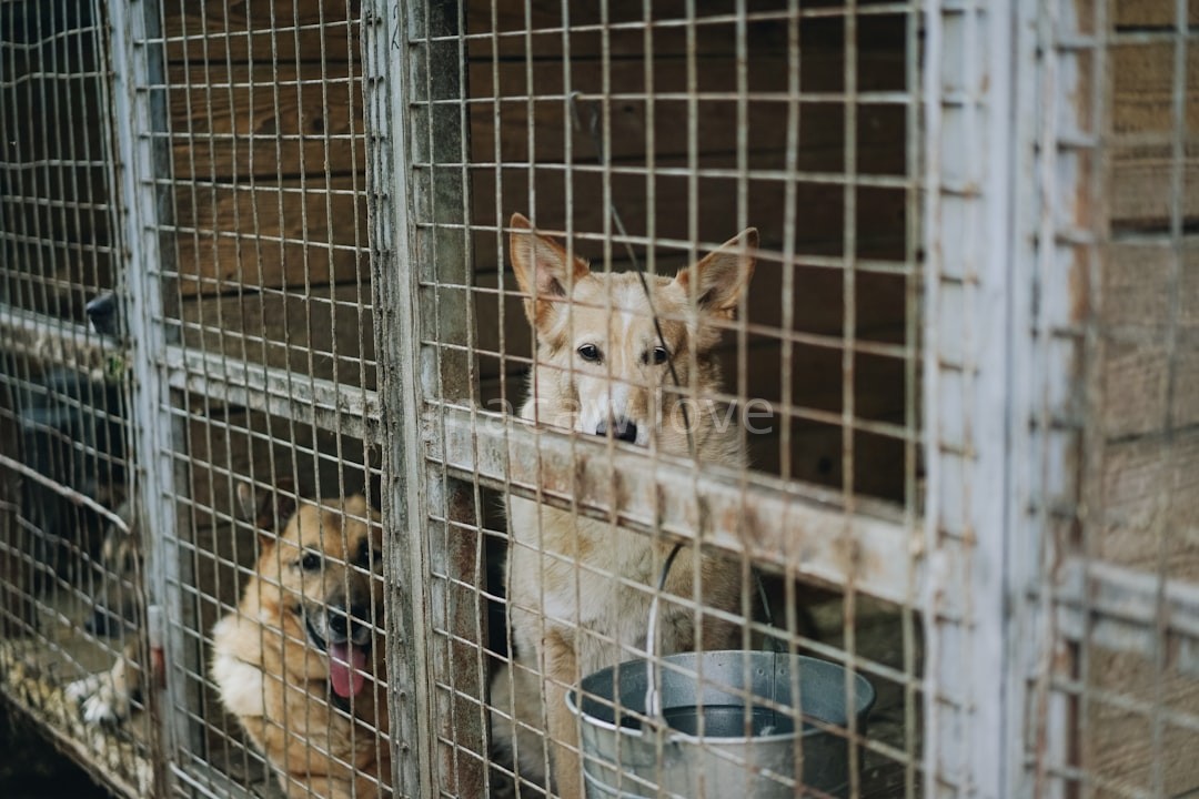 Adoption