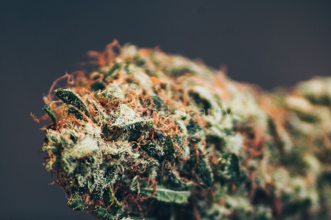 CBD Therapy