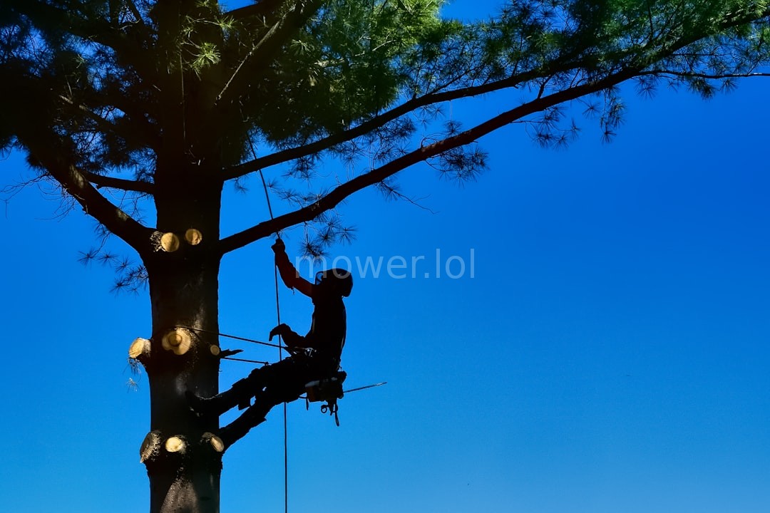 Arborist at work