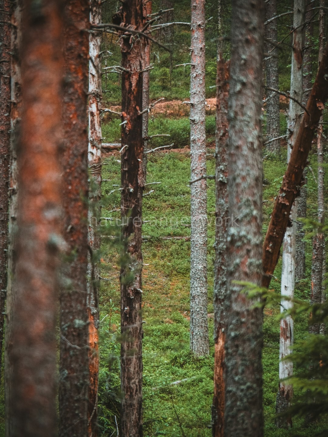 Forest Landscape