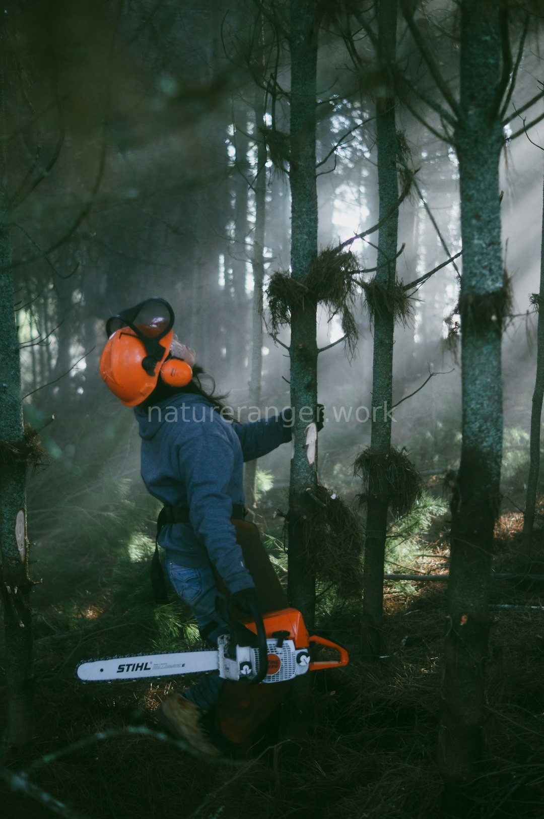 Reforestation