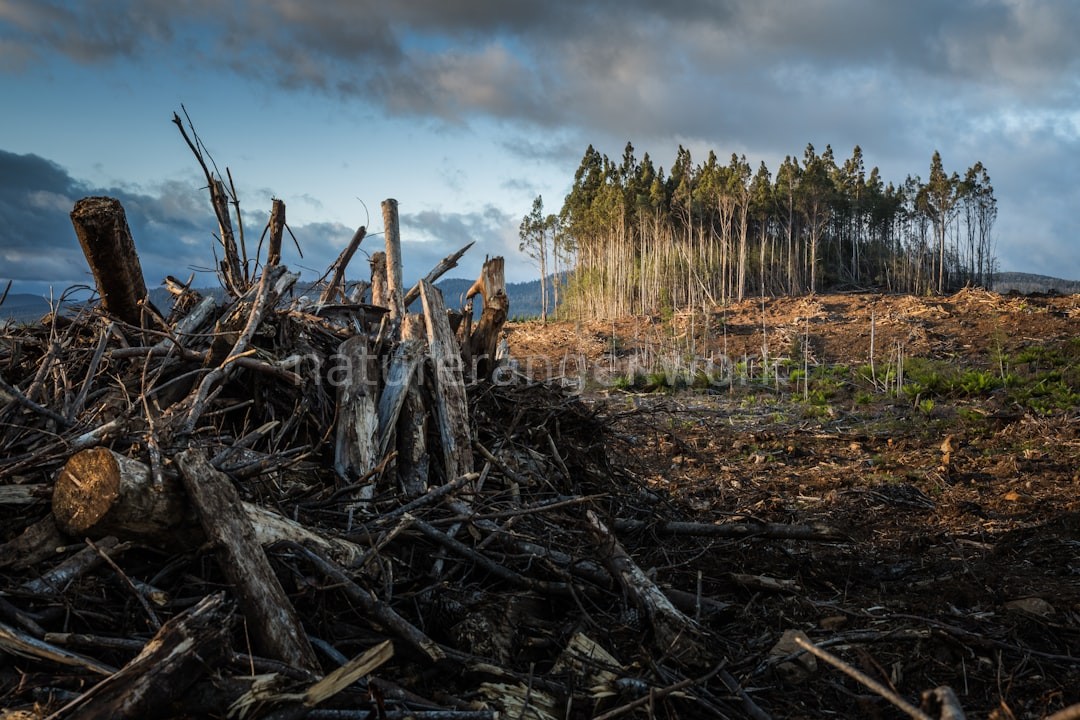 Forestry professional