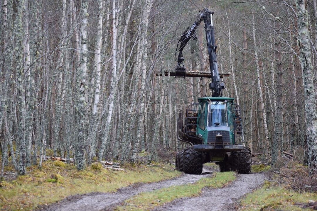 Timber Management