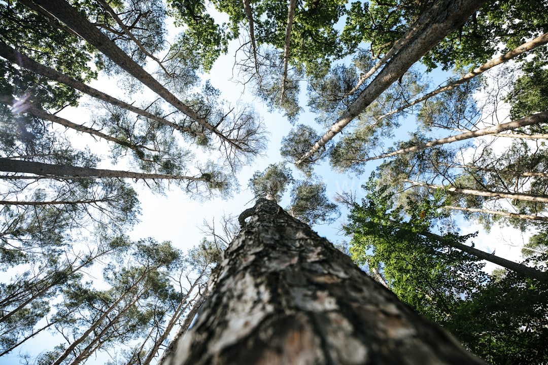 Wildfire Mitigation