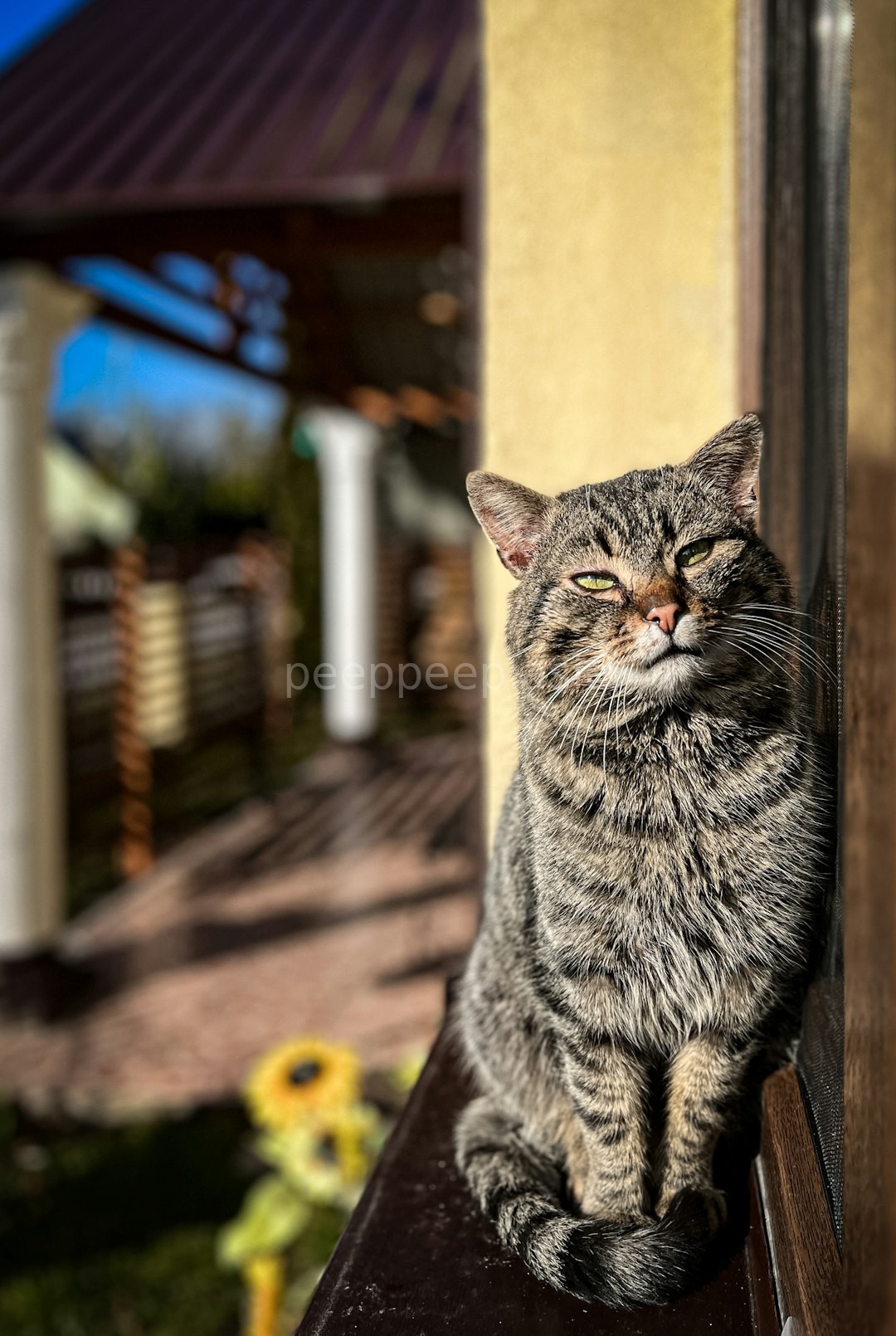 Stunning Pet Portrait