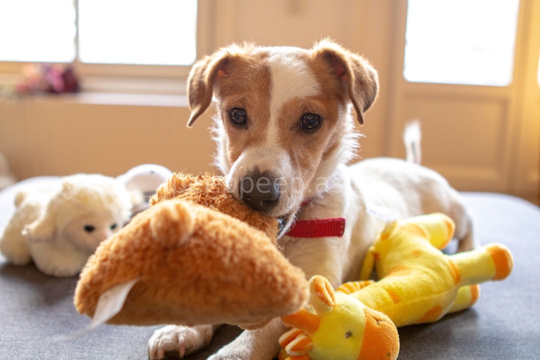 Pet life
