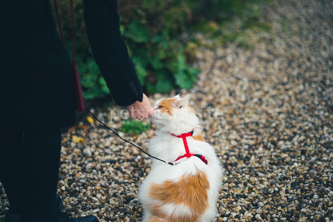 Behavior Modification