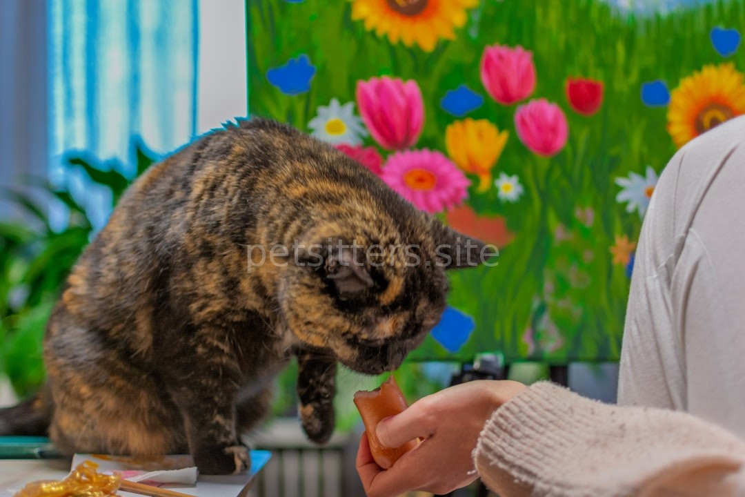 Cat 1