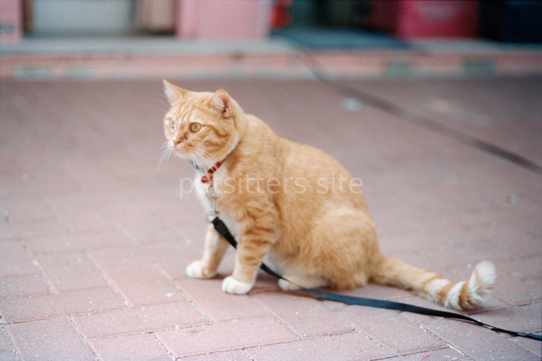 Happy Cat