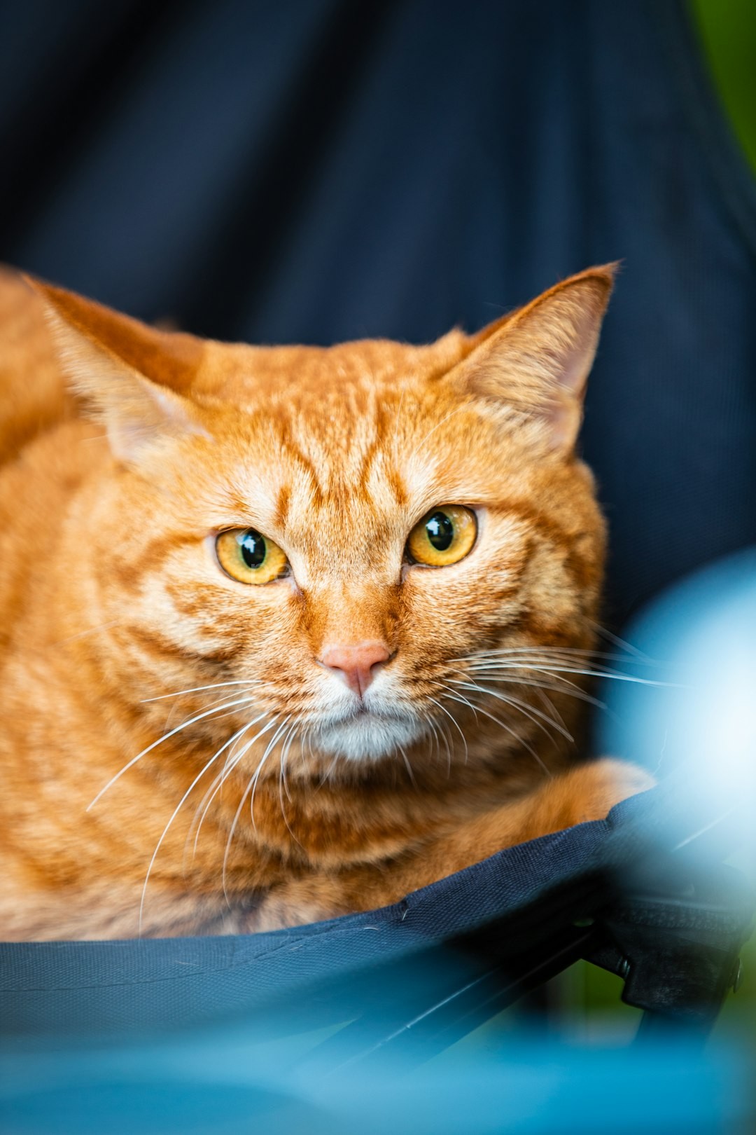 Anxious cat