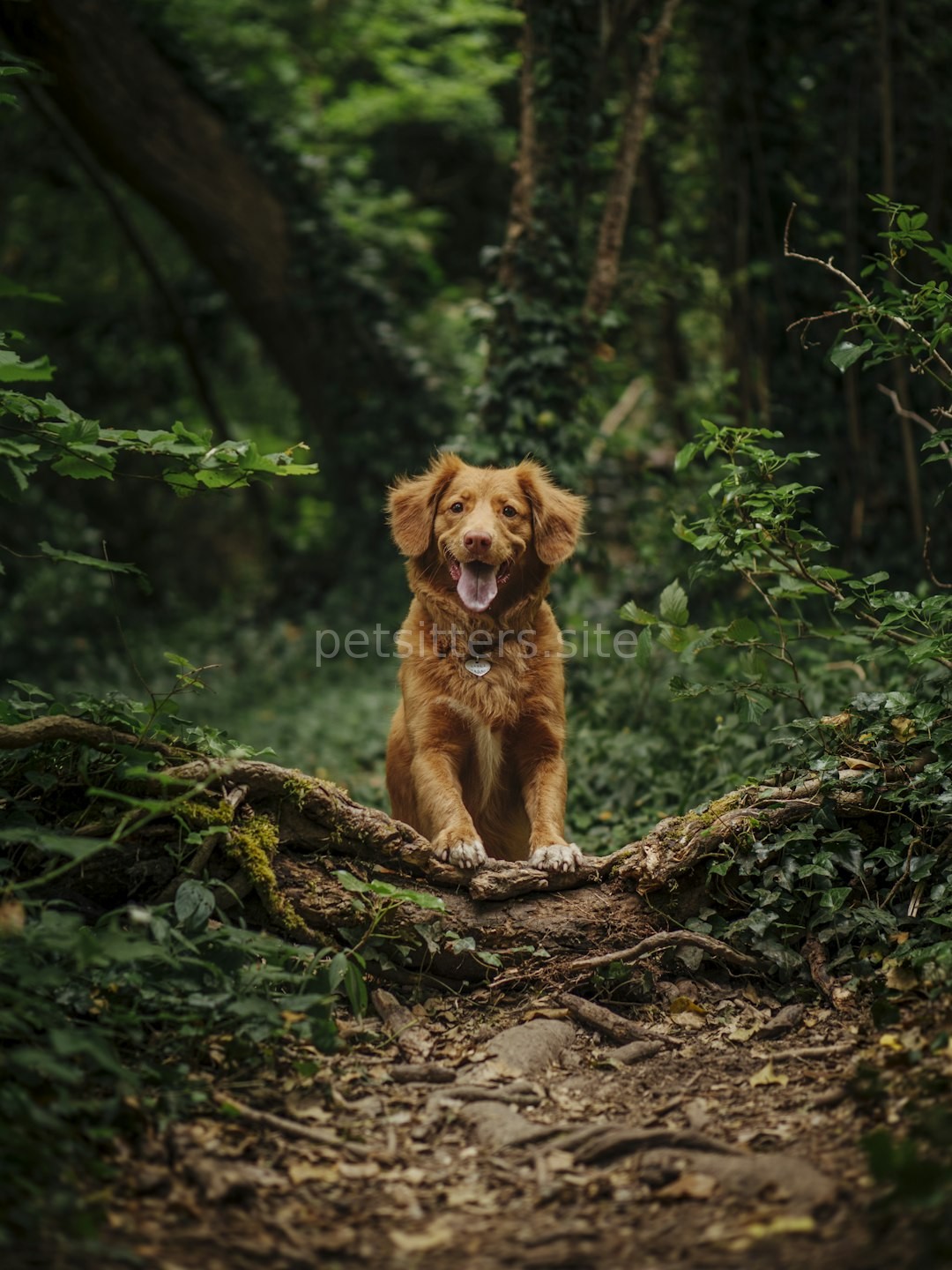 Puppy Care