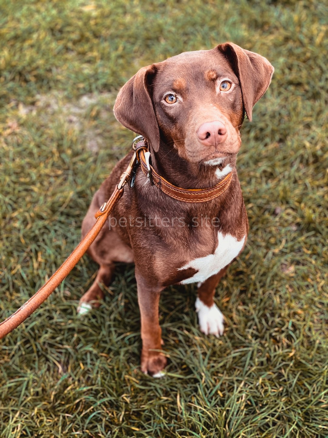 Happy Dog