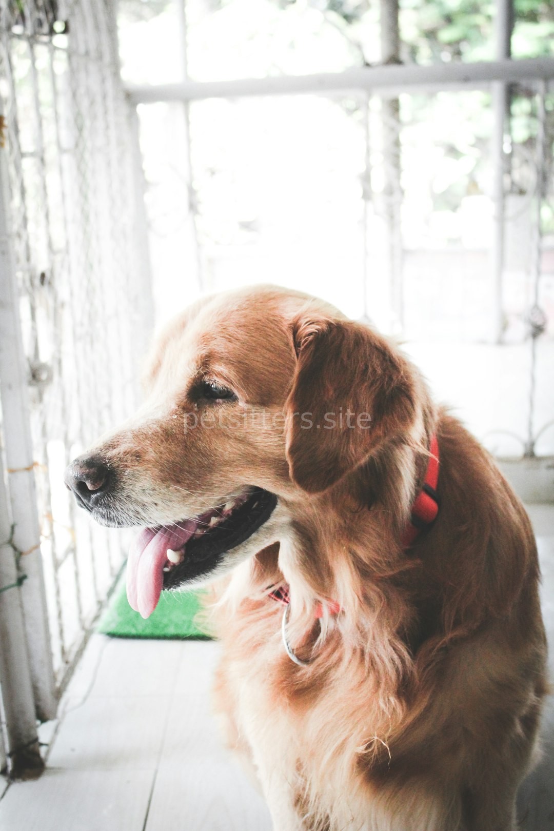 Happy pet in luxury setting