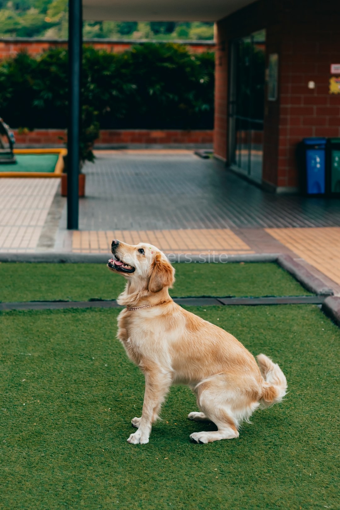 Happy Pet