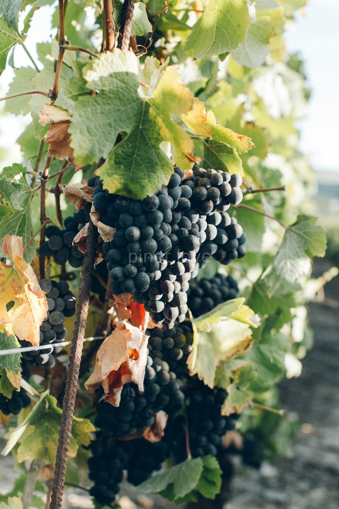 Vineyard Tours