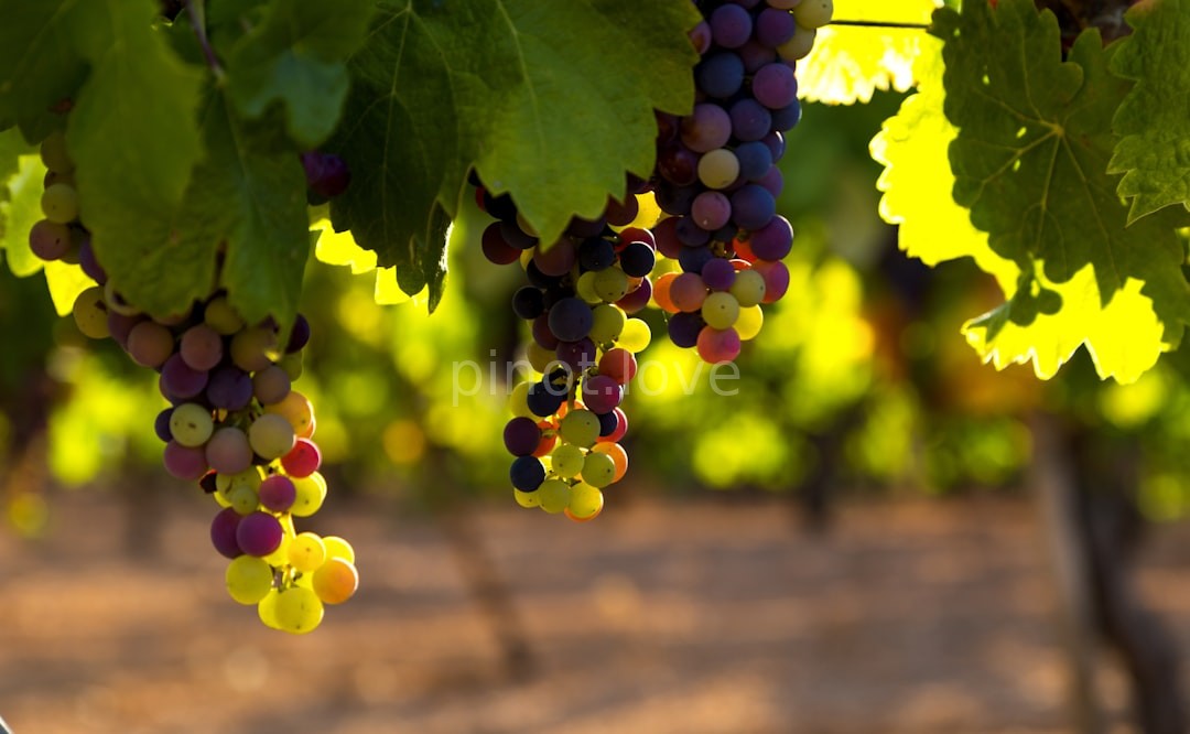 Vineyard Reel