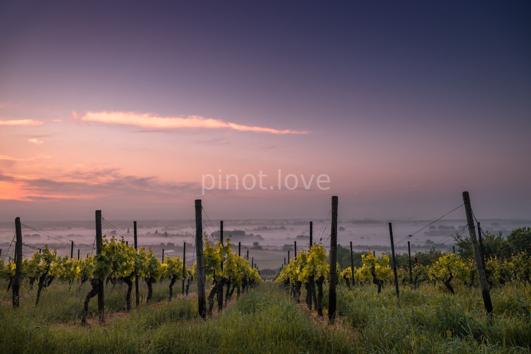 Vineyard Reel