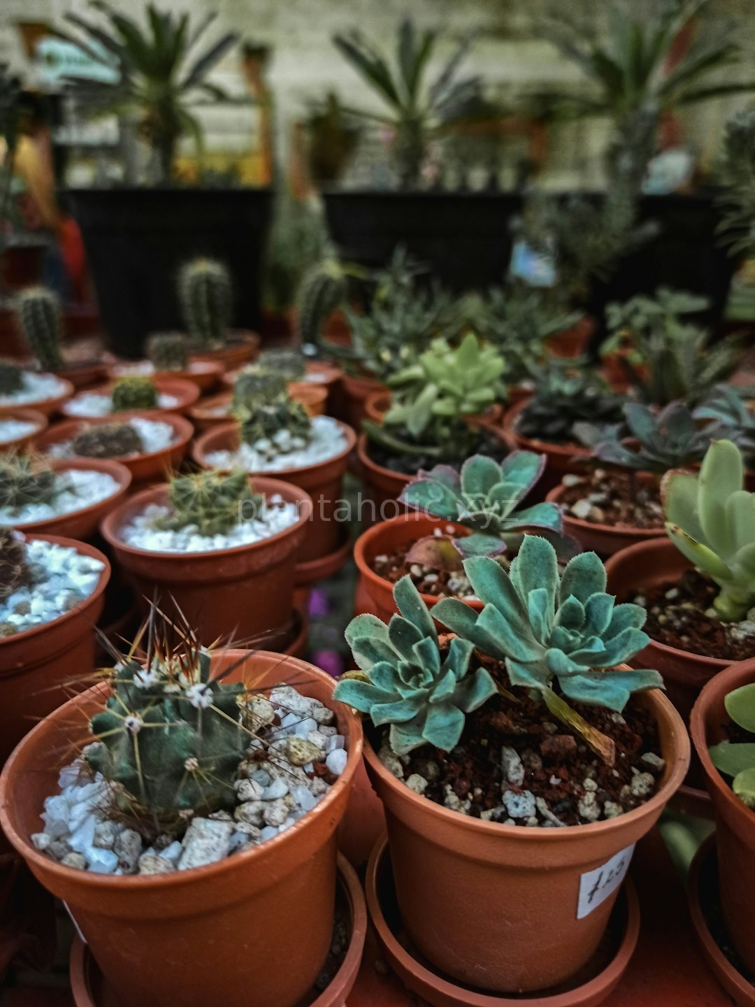 Rare Finds