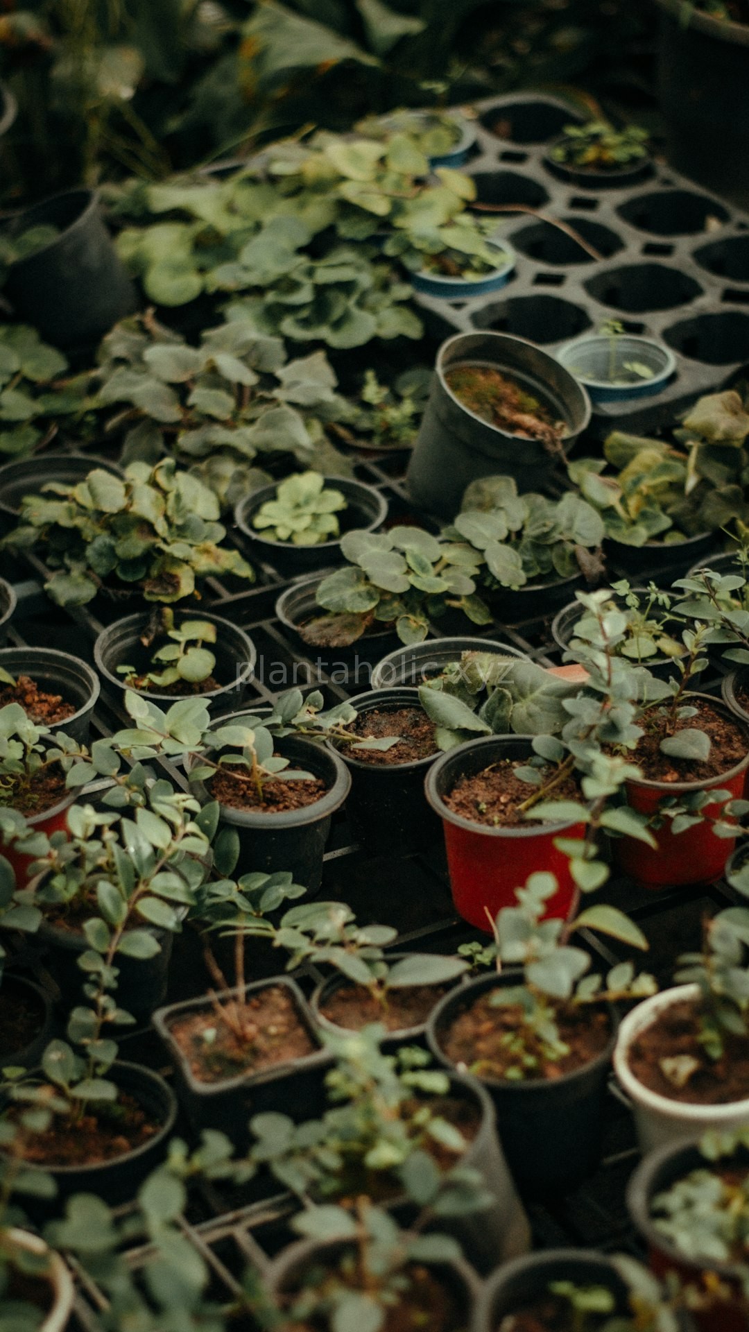 Lush Nursery