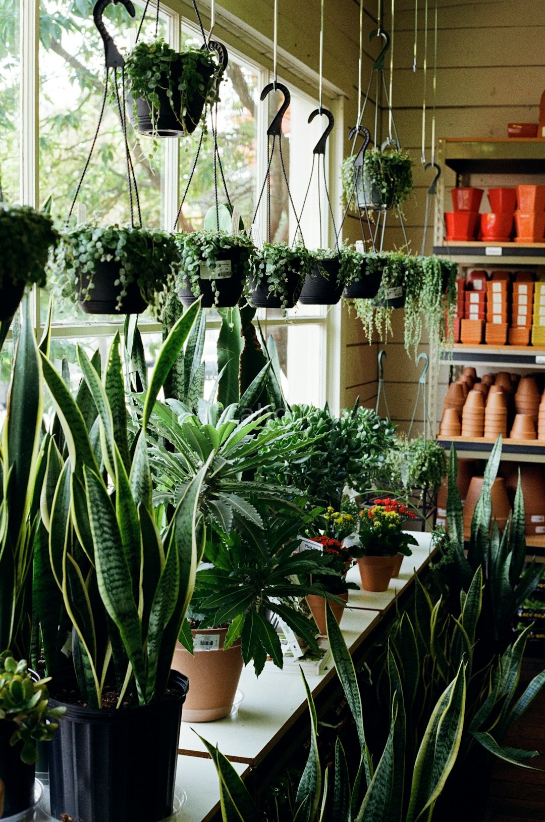 Plants