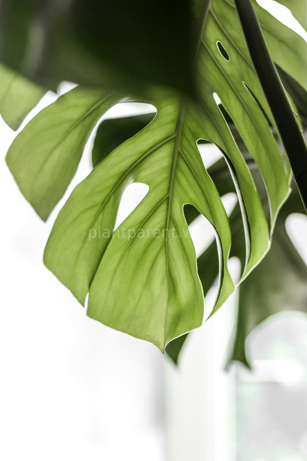 Modern Office Greenery