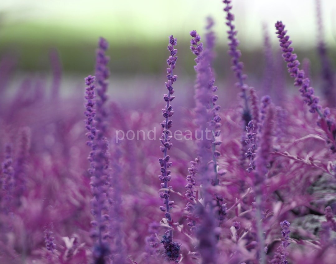 Aromatherapy Serenity