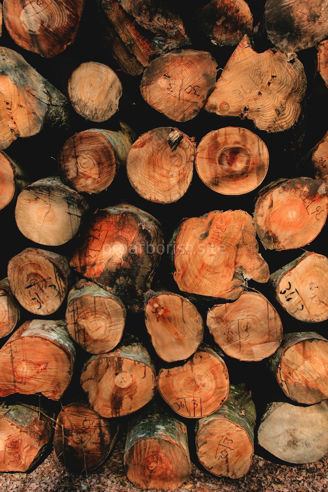 Arborist working