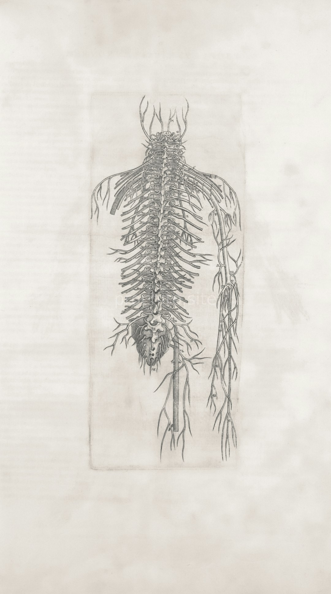 Pain Management