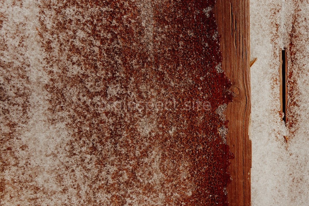 Professional mold inspection