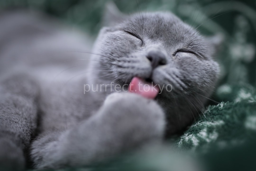Luxury Cat Grooming