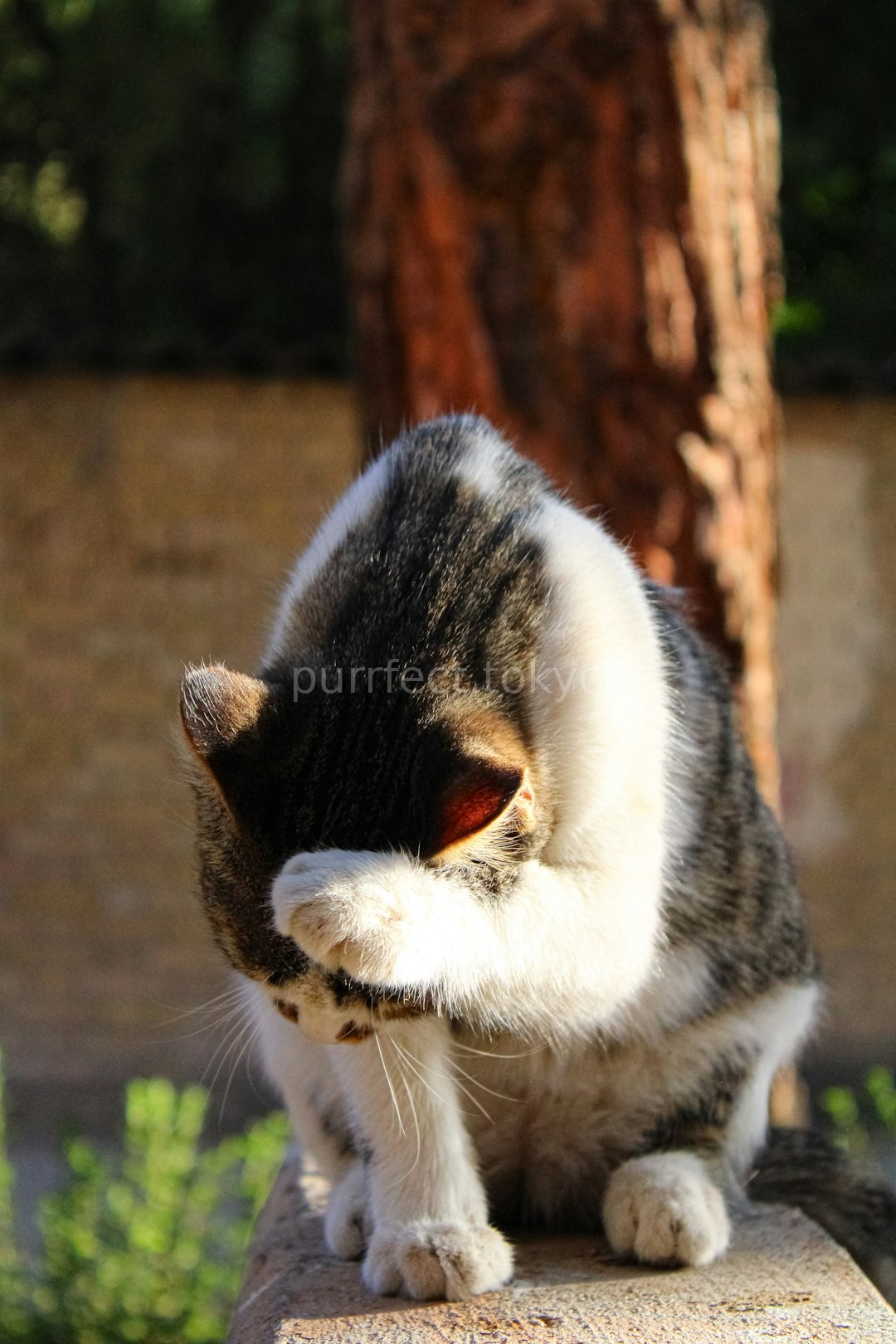 Deshedding
