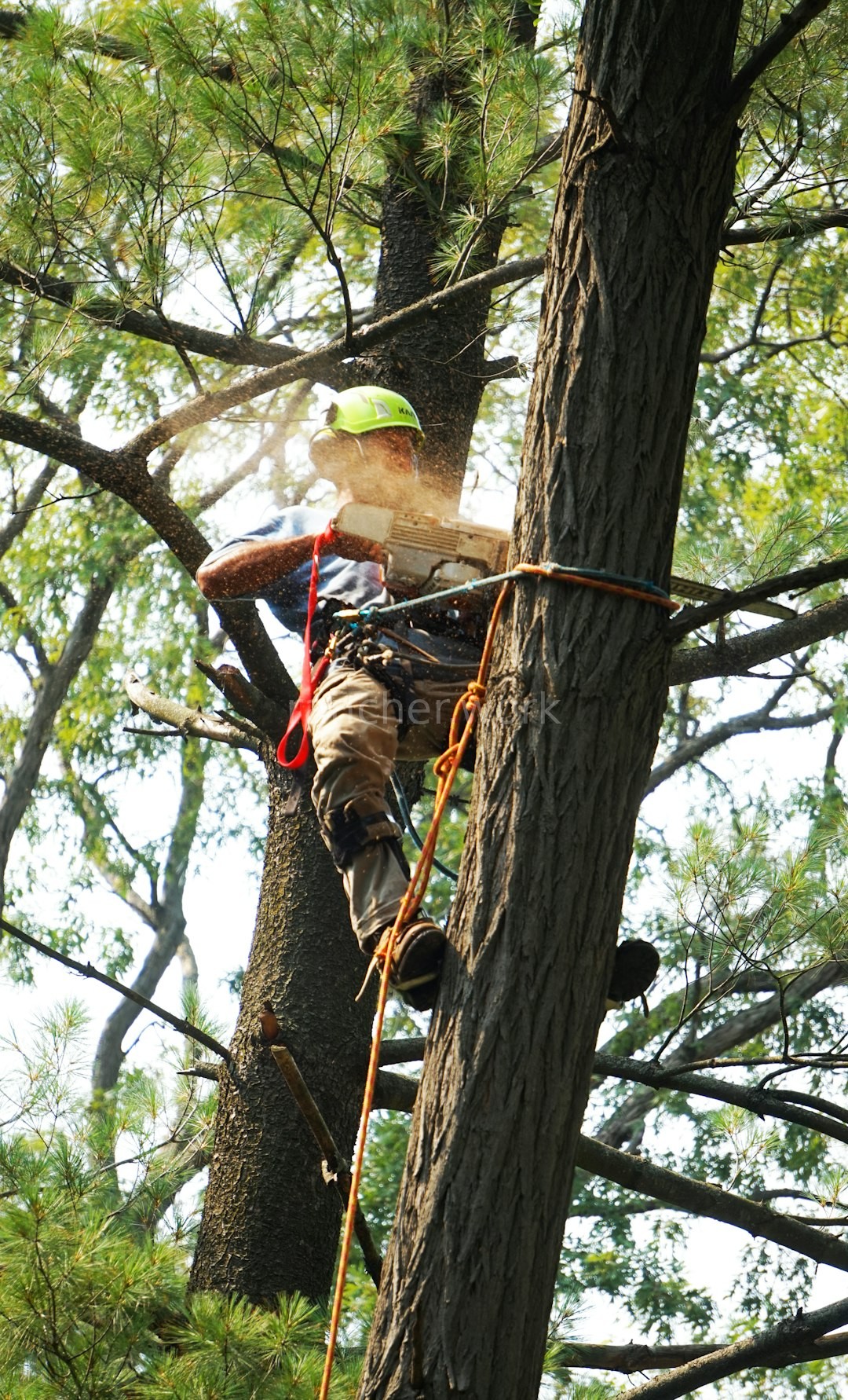 Tree Care