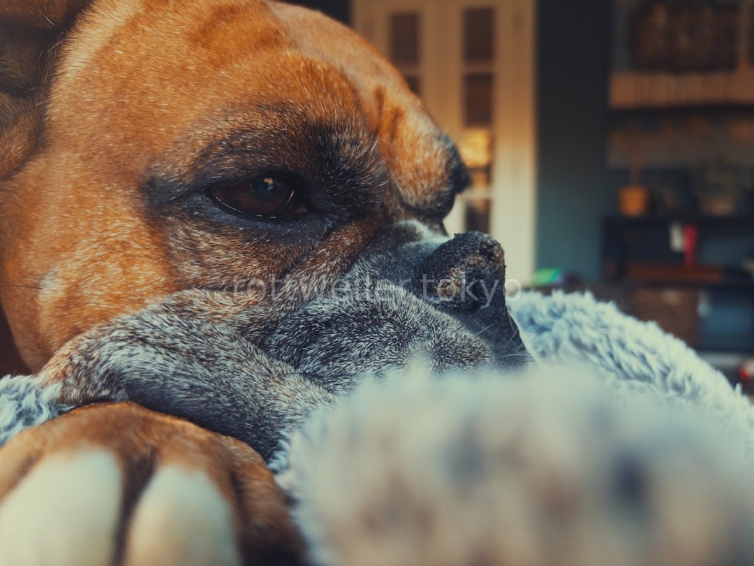 Hero Dog