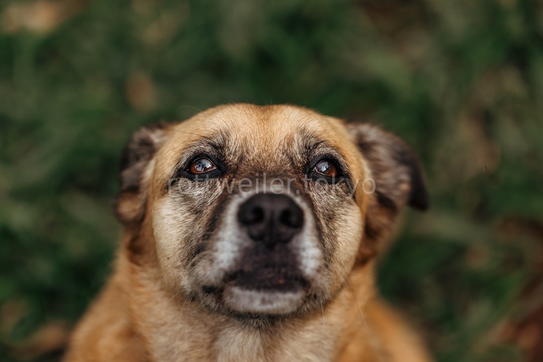 Puppy Foundations