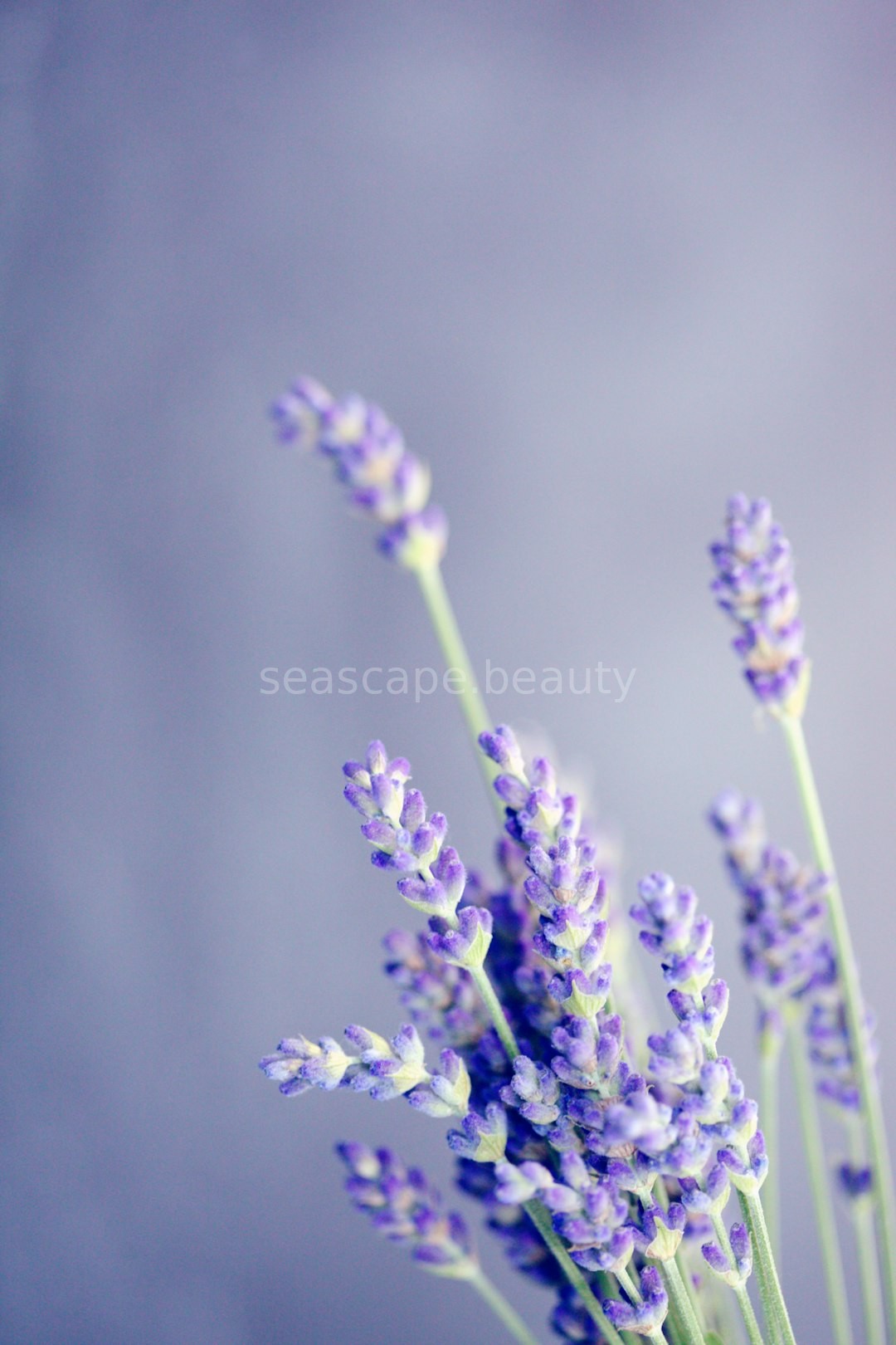 Holistic Rituals