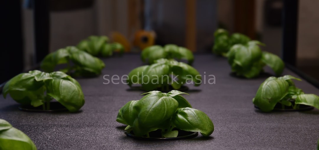 Harvest 4
