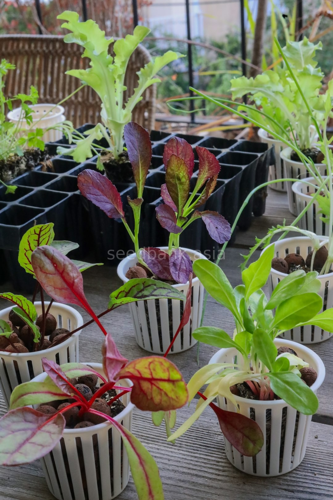 Fresh Herbs