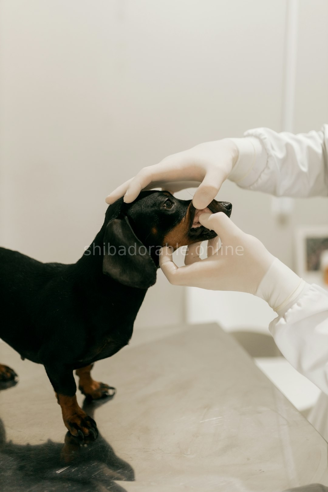 Spa Grooming
