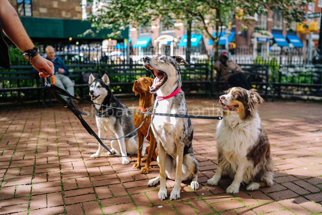 Happy Dog