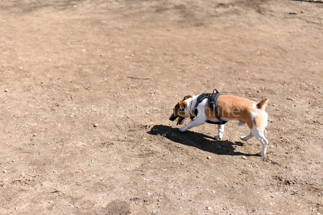 Puppy Care