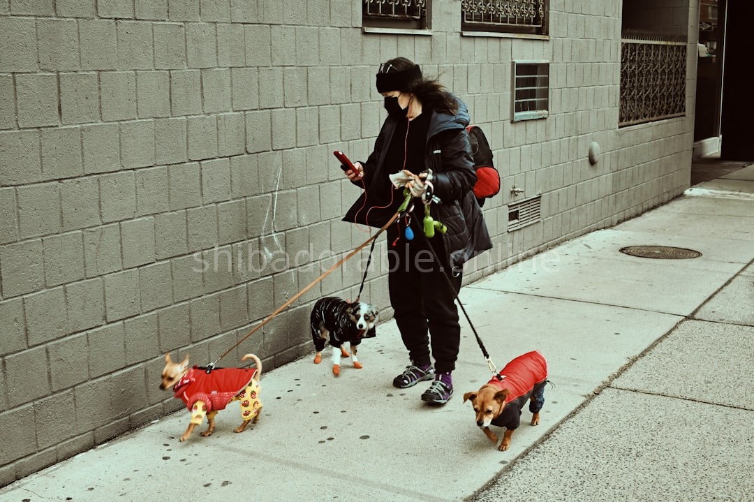 Dog Walking