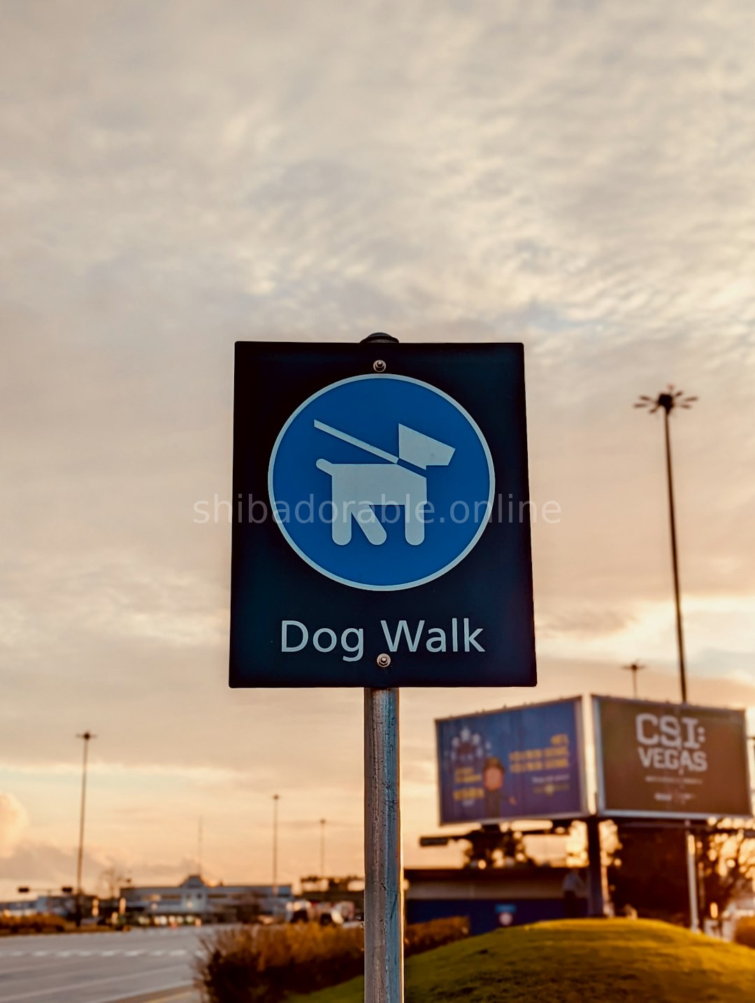 Dog and owner