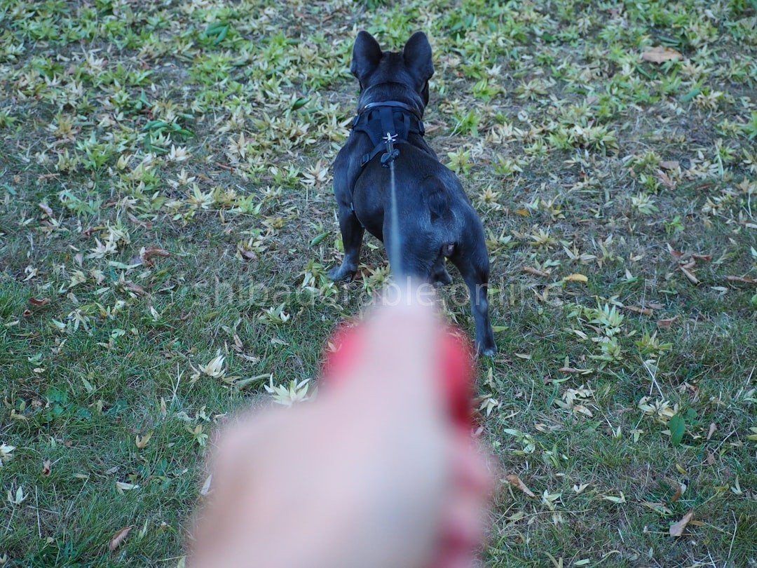 Solo Walk