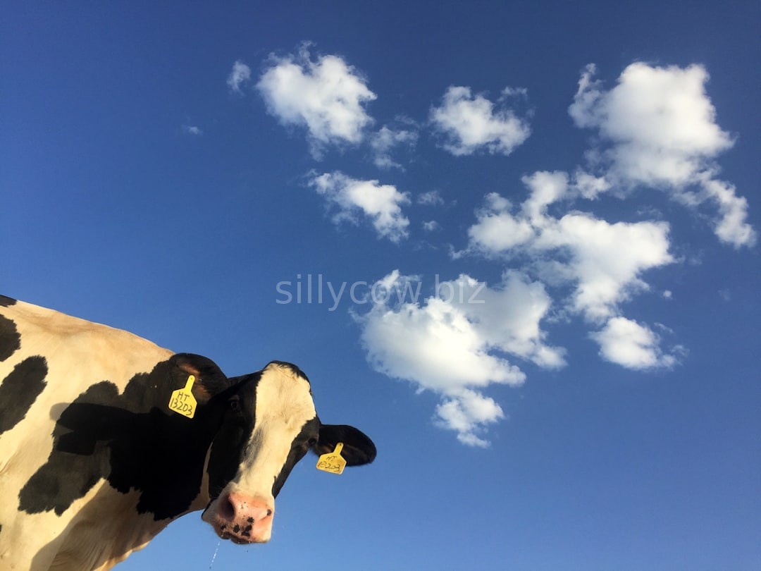 Creamy Dairy Spread