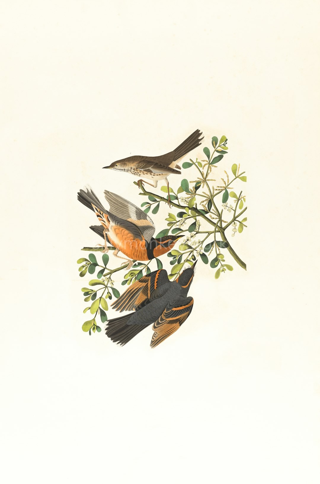 Brand Illustration